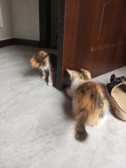 Пышык балалары бар