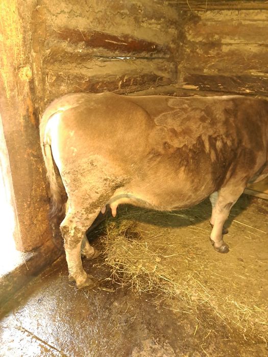 Vând vaca brună de maramures