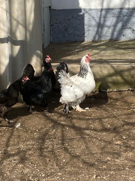 Инкубационные яйца