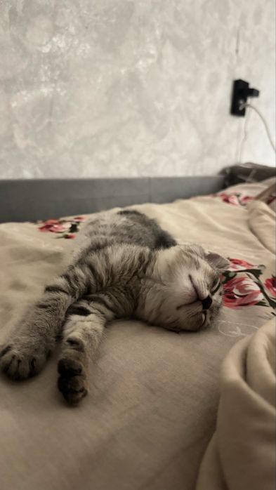 отдам котенка в добрые руки