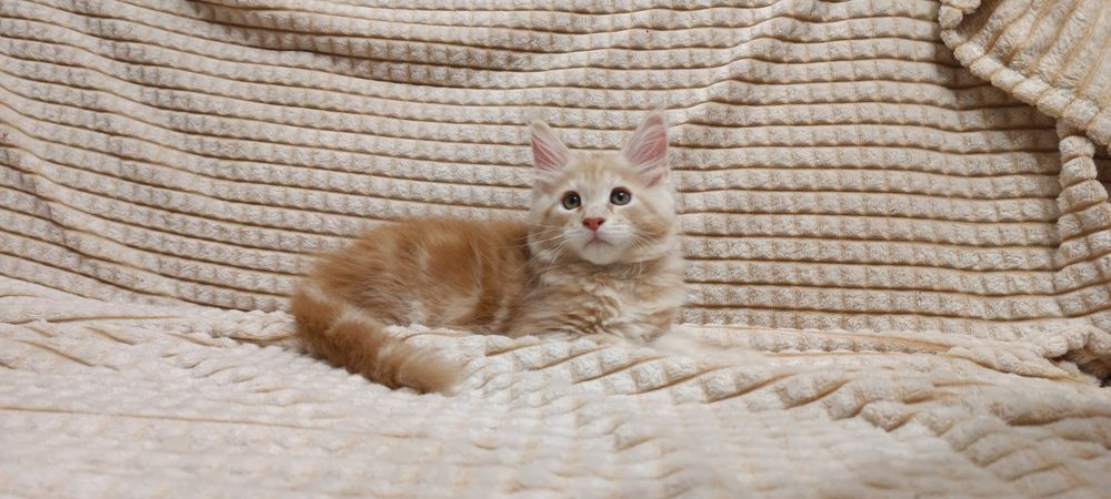 Котята мейнкун. Документы.