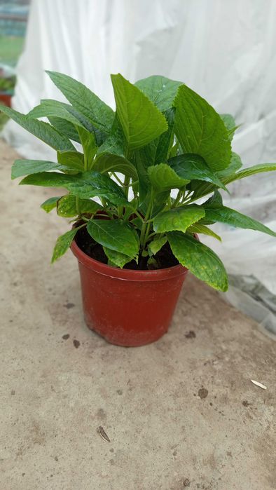 Gartenziya koʻchatlari tayyor