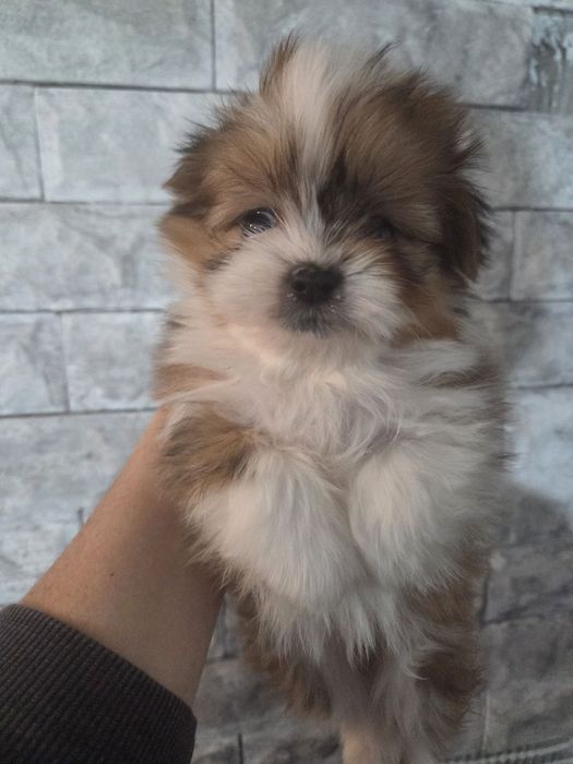 Шираниан - Ши тцу-  Померан