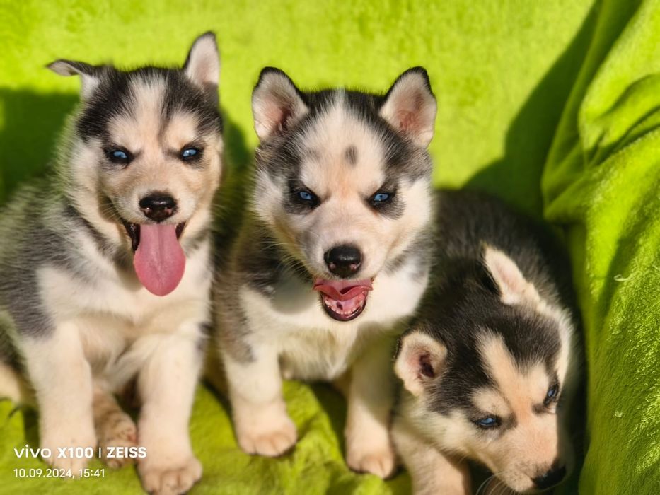 Продам щенков сибирский хаски мальчики и девочки