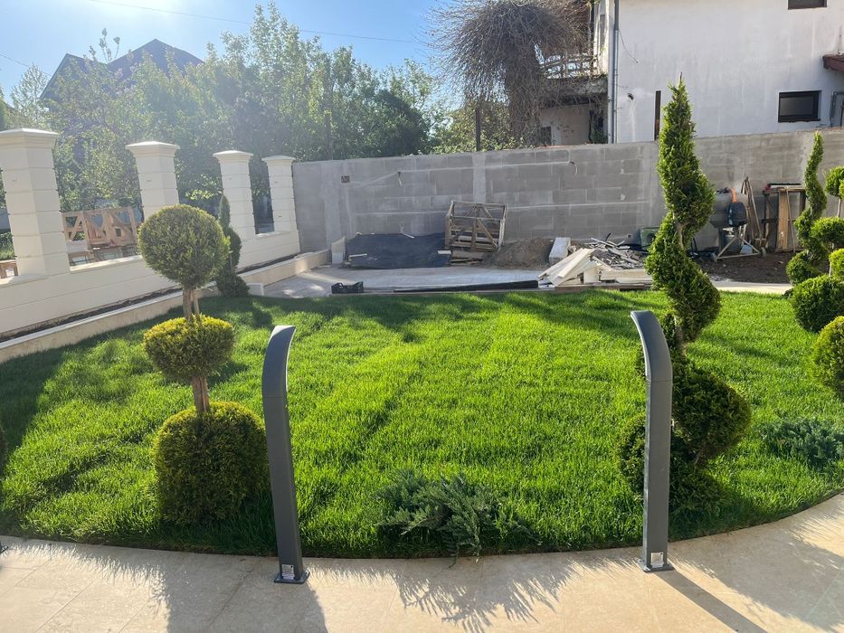 Plante ornamentale tuia leylandii smarald mesteacan