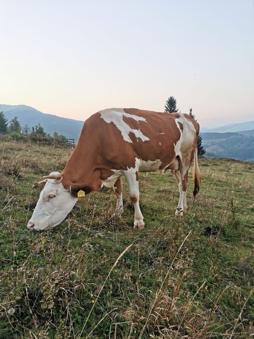 Vînd 3 vaci cu viței