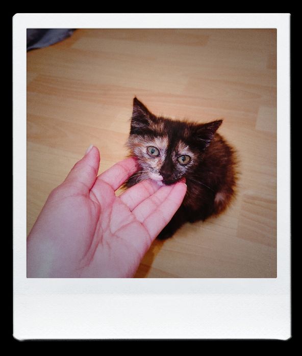 Котёнок в добрые ручки
