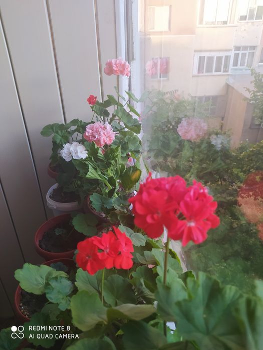 Продам комнатные цветы разные.