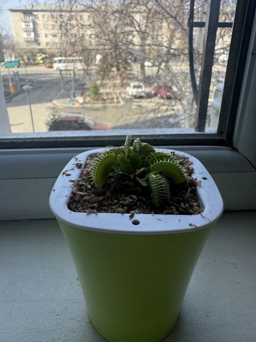 Мухаловка цветок