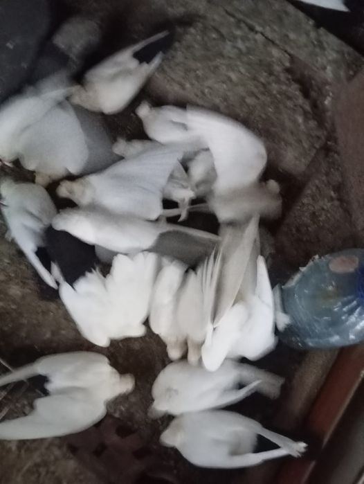 Голубятник / бакинские голуби