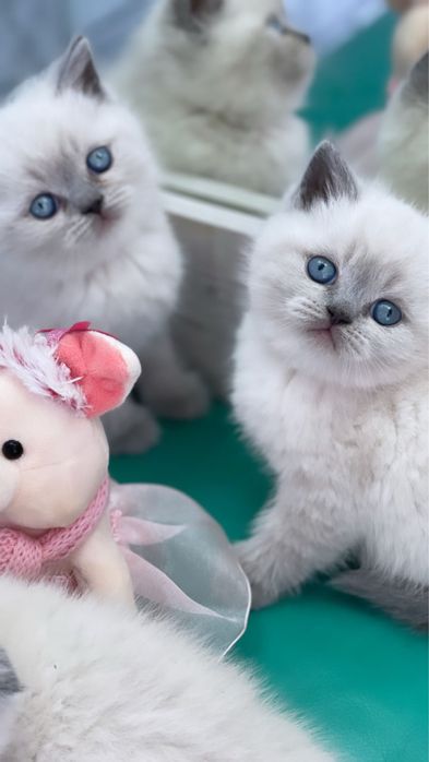 British colorpoint superb