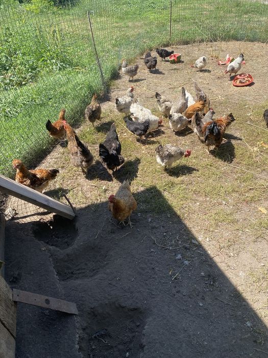 Продам домашние куры