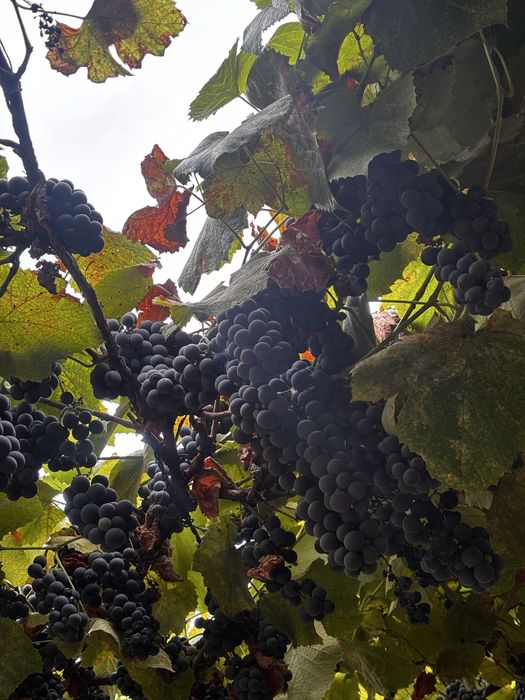 Struguri de vin