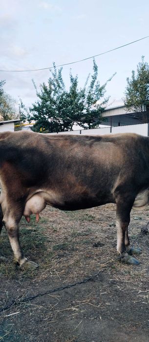 Алатауская корова