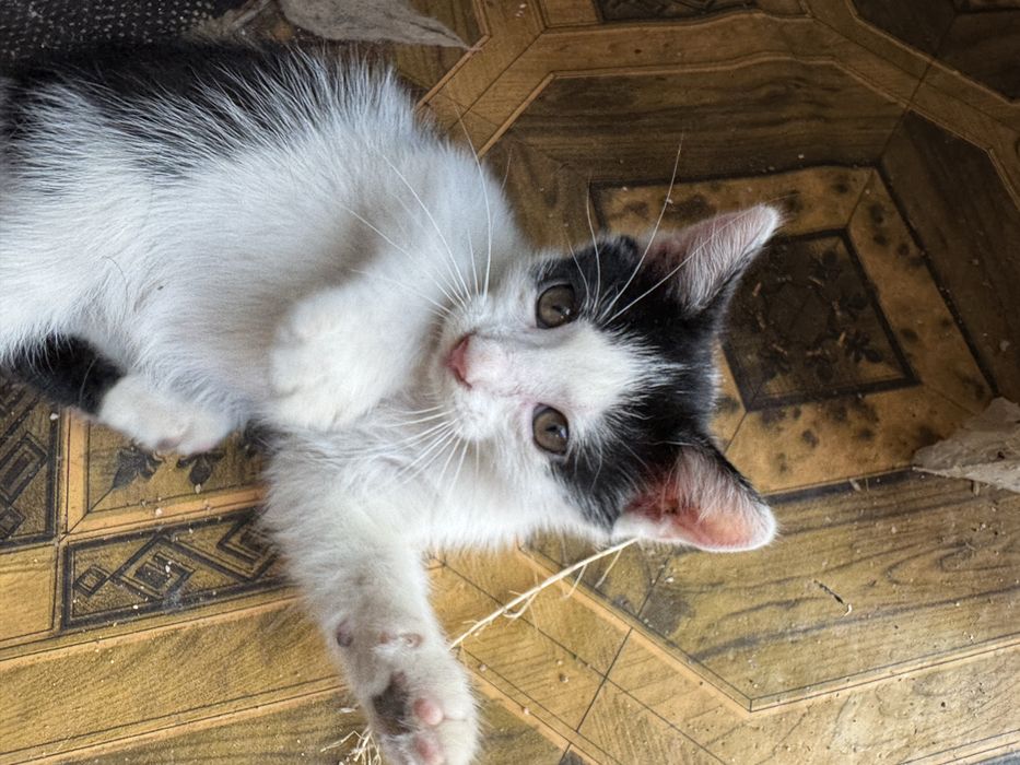 Pisici spre adoptie