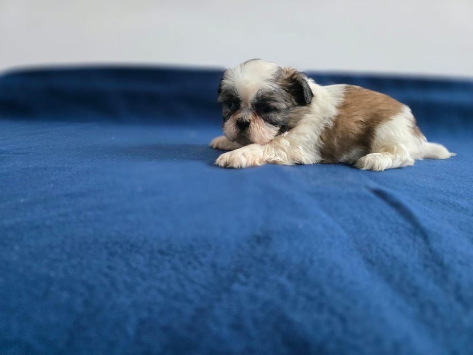 Shih -tzu fetiță
