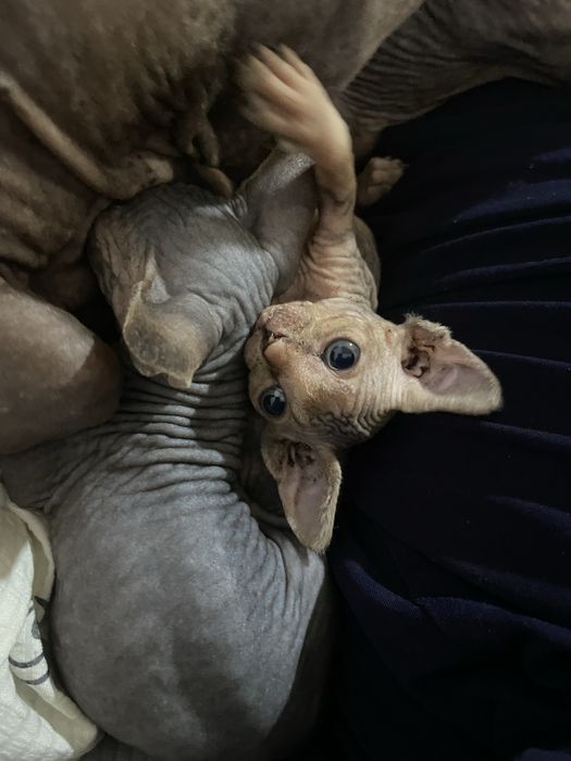 Продаются котята сфинксы
