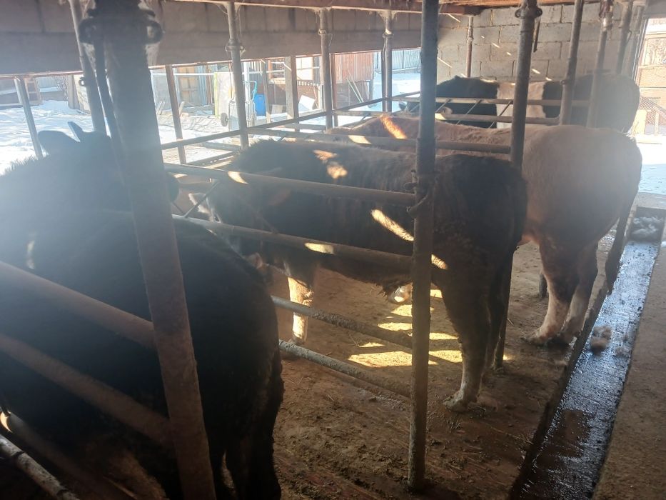 Продам 4 быка с откорма