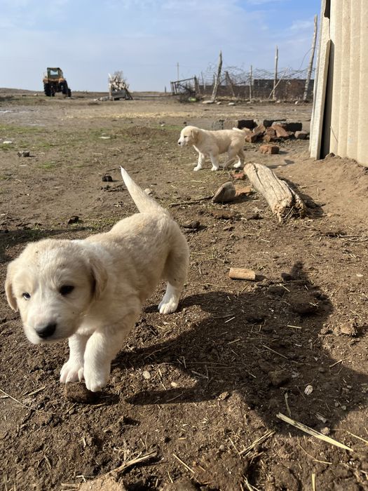 Алабай щенки күшіктер