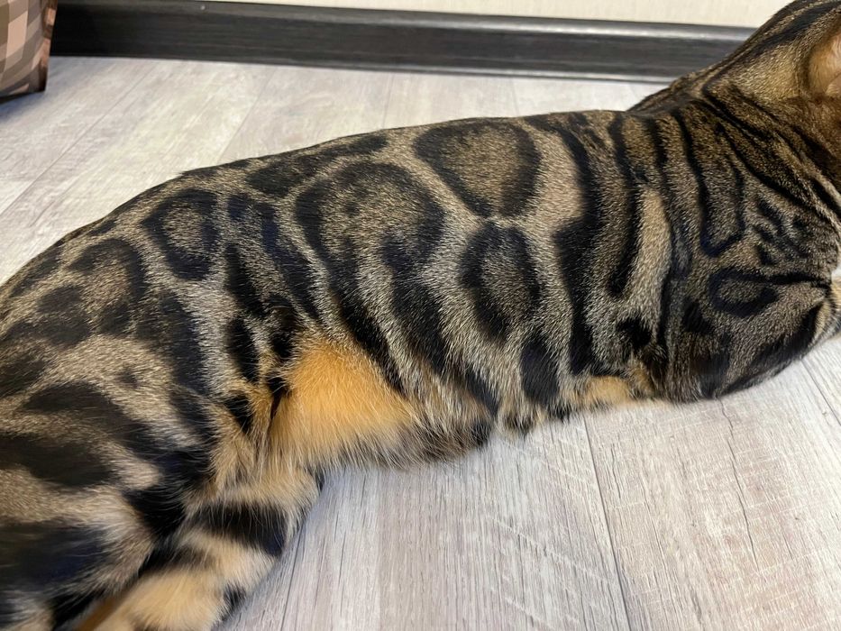 Продам бенгальского кота (окрас N24)