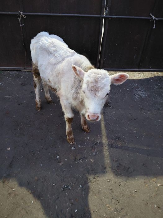 Сиыр бузау тана сатам