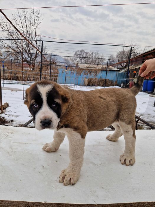 Продам мощных шенков САО (Алабай)