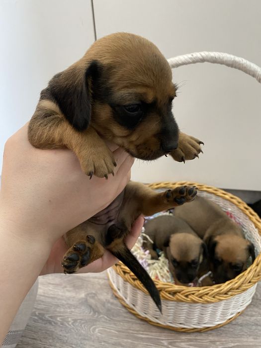 Продам щенков таксы