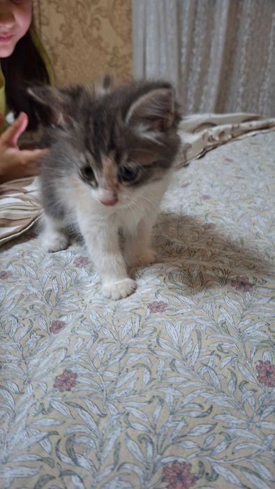 Отдам даром котят