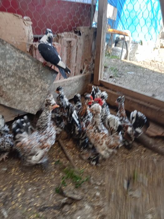 Продавам Бреговски джинки