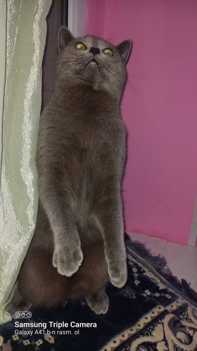 Mushuk vyazkaga Scottish Straight erkak ( SOTILMAYDI )