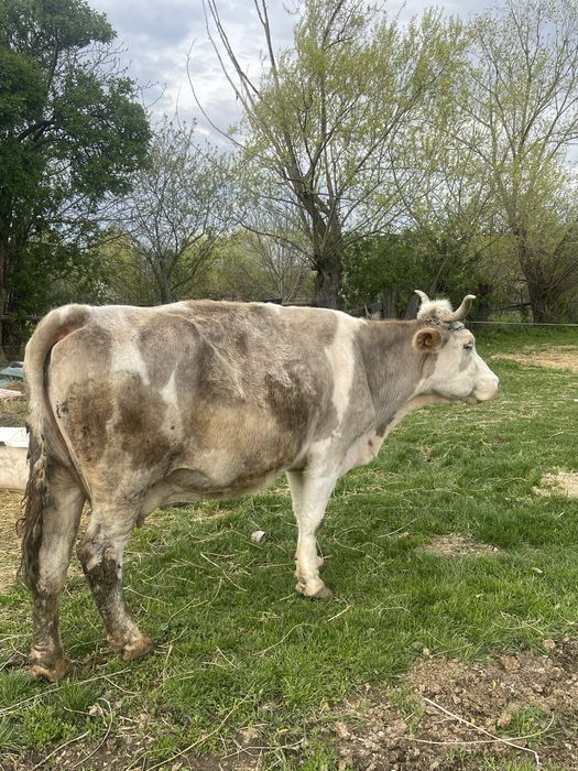 Vand vacă de taiere