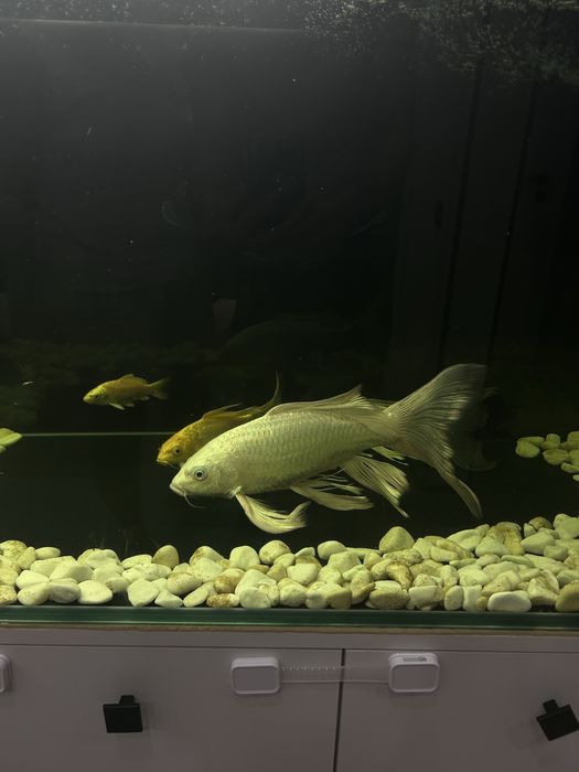 Вуалевый карп кои самка