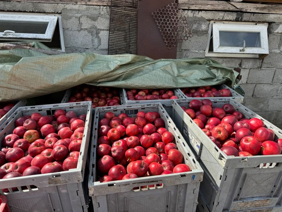Mere proaspete de vânzare diferite soiuri