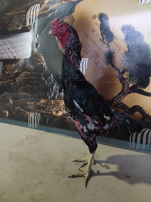 Uy 2 jinsiy aloqa Nikita va Alina