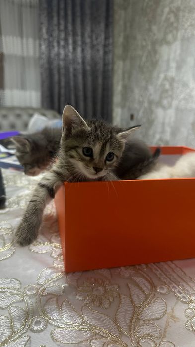В добрые руки котята. Город Джизак