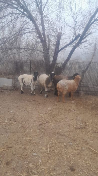 Семіз саулық қойлар сатылады