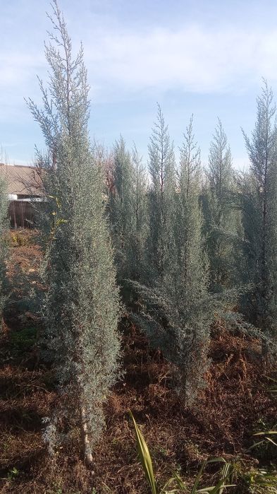 Pavlonya bor Lola darahti bor galiboy gepars bor Arizona bor