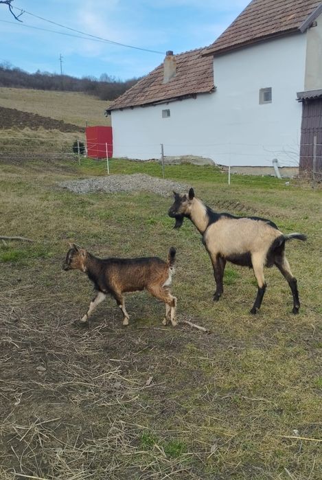 Țap metis alpin+sanen !!