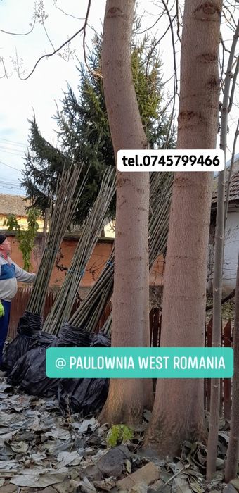 Copacei și butași Paulownia,creștere rapidă direct din pepinieră