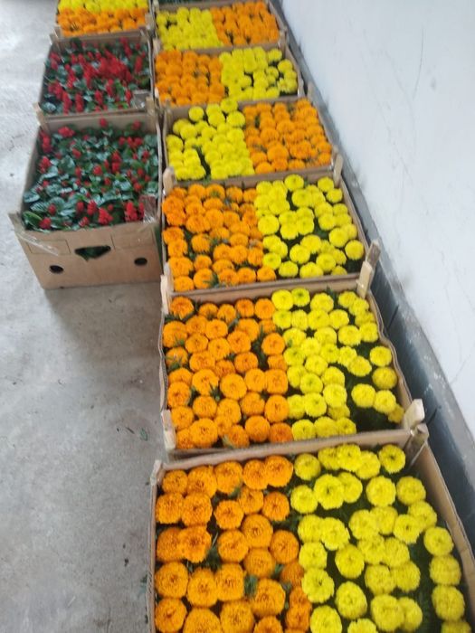 Петуния бархатци шафран