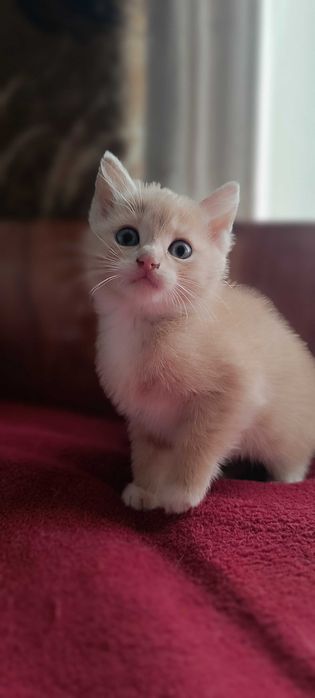 Котята ищут своих людей, котенок