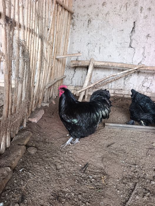 Брамо кора Шахзода дакан хуроз тухимлари сотилади