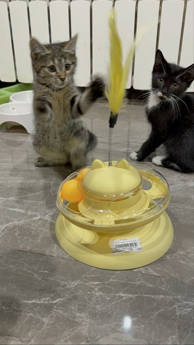 Котята ищут семью