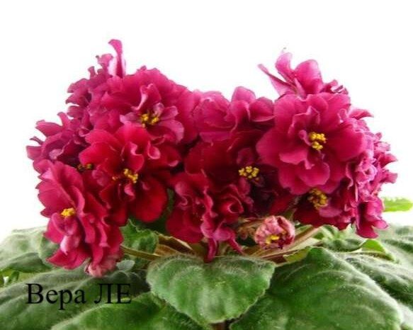 Продам сортовые фиалки