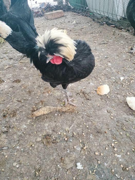 Moțată olandeză (cocoș)