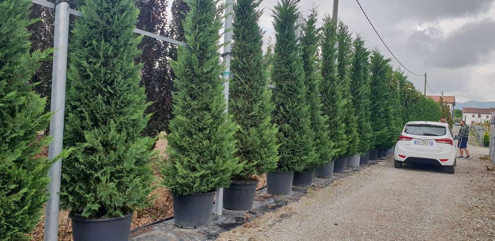 Cupresussocyparis Leylandii
