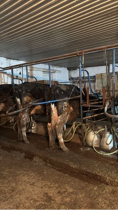 Продам коров Гольштейн