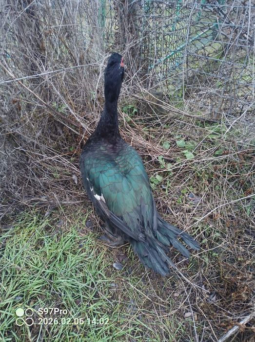 Famili rate mute ciocolatii ,negre salbatic si oua pentru incubat.