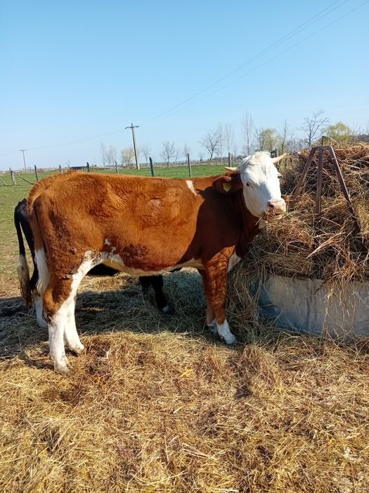 Vând vacă si juninca  ambele gestante