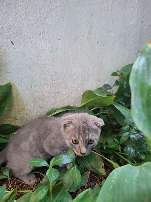 Котенок вислоухая девочка